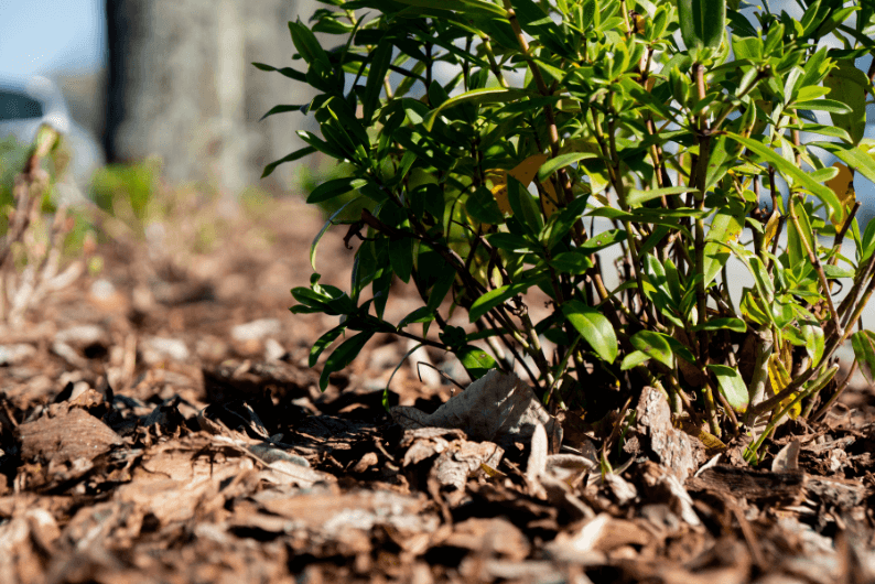 Viseu avanza en la reconversión de la cobertura vegetal